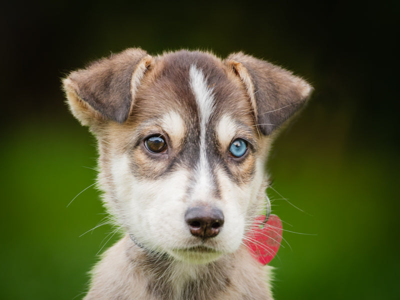 Lucas Husky-x Adopté Animatch