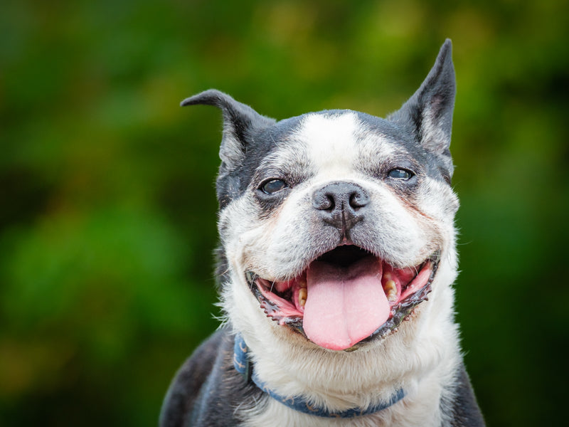 Luigi Boston terrier Adopté Animatch