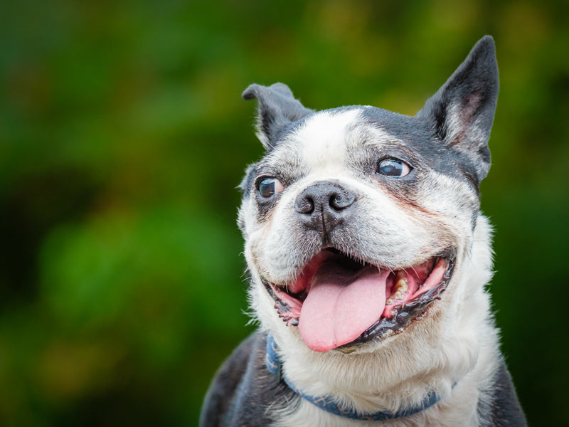 Luigi Boston Terrier Available for Adoption Animatch