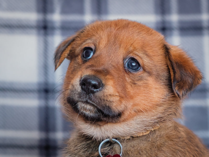 Lyra Labrador-x Available for Adoption Animatch