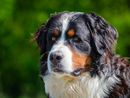 Mack (25081) a Bouvier bernois Adopté on 11 July 2025