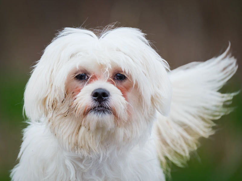Macy Maltese x Bichon Available for Adoption Animatch
