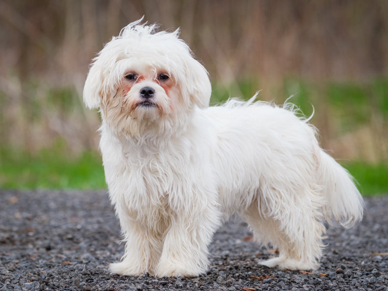Animach Macy – Animatch.ca Dog Adoption