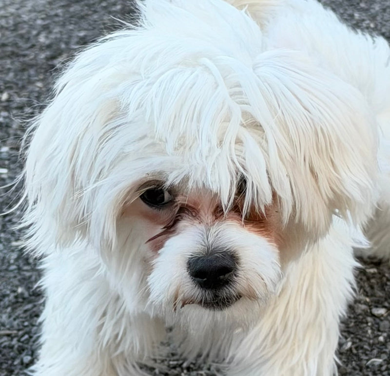 Macy Maltese x Bichon Available for Adoption Animatch