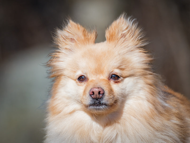 Maggie Pomeranian Available for Adoption Animatch