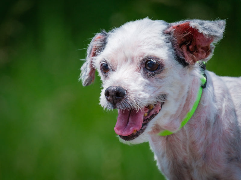 Maggie Bichon-x Available for Adoption Animatch
