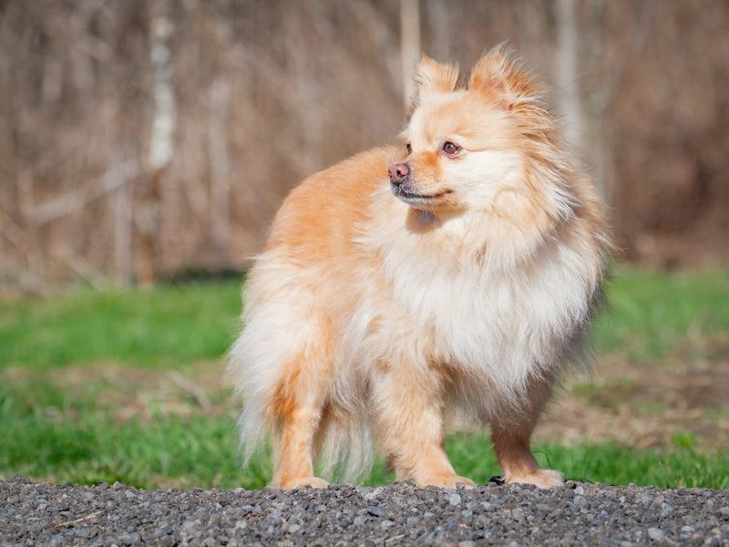 Animatch Maggie – Animatch.ca Dog Adoption