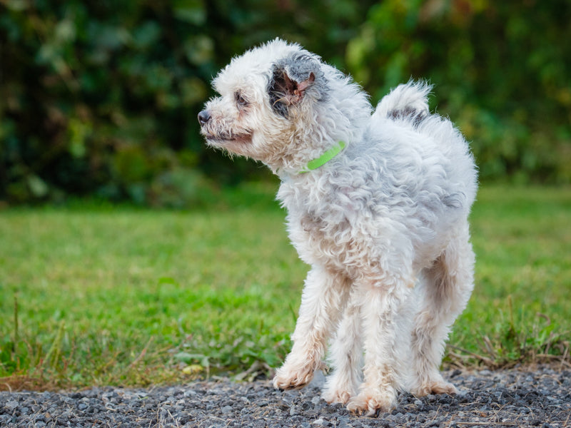 Maggie - Photo 2