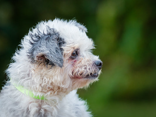 Maggie Bichon-x Available for Adoption Animatch