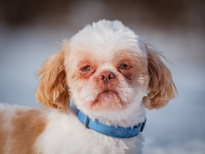 Magnus Shih Tzu Available for Adoption Animatch