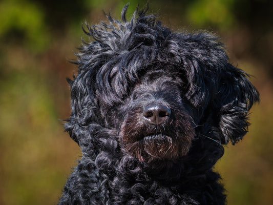 Mandy Standard Poodle-x Available for Adoption Animatch