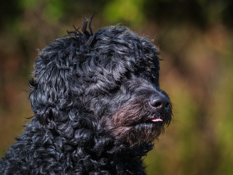 Mandy Caniche royal-x Disponible à l'adoption – Animatch.ca Dog Adoption