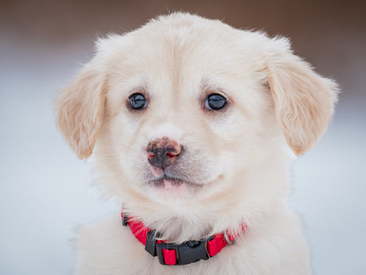 Marcie (24334) a Labrador-x Adopté on 28 February 2025