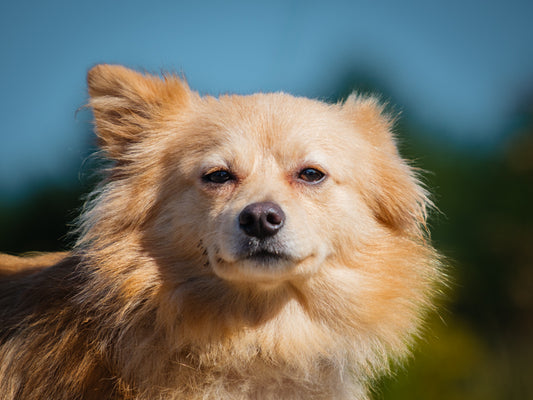 Marcus (25151) a Pomeranian-x Adopté on  4 September 2025