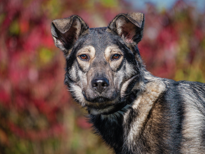 Mavis Lab x Shepherd Available for Adoption Animatch
