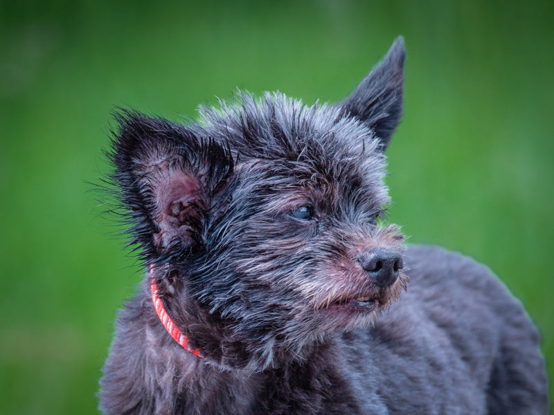 Max One-of-a-kind (mix) Available for Adoption Animatch