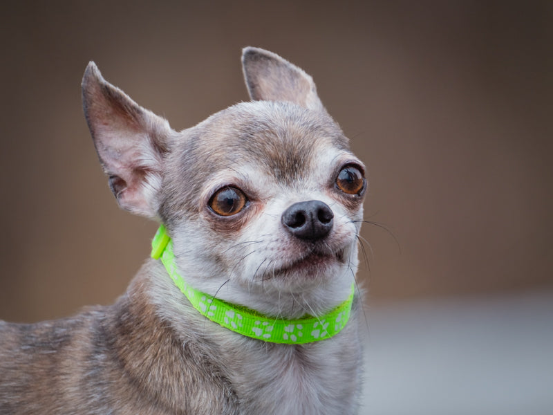 Maxou Chihuahua Adopted Animatch