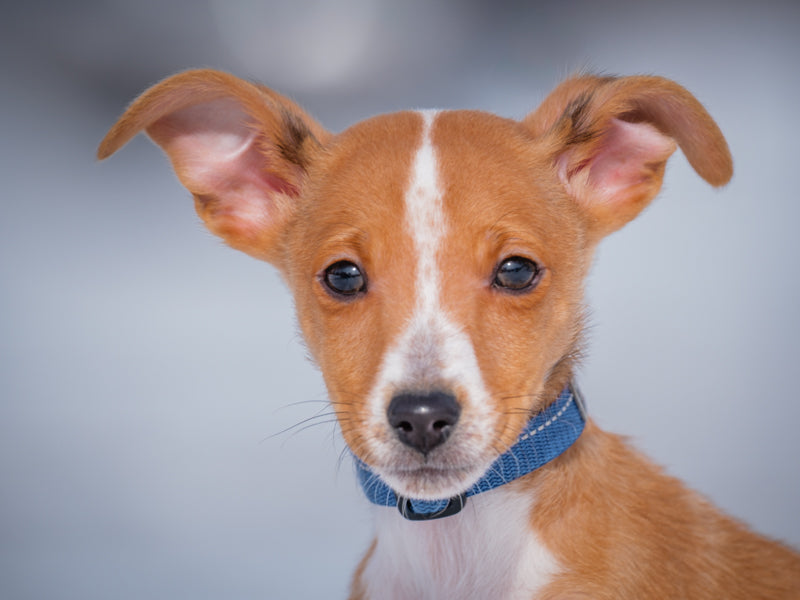 Mayhem Sheltie Available for Adoption Animatch