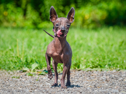 Meeko (26167) a Chien nu mexicain Adopté on 15 August 2026
