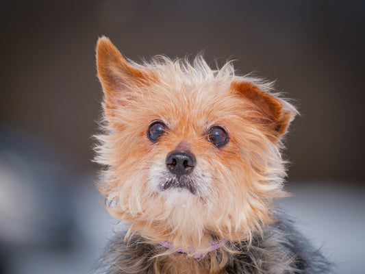 Melvis (25024) a Yorkshire Adopté on 16 April 2025