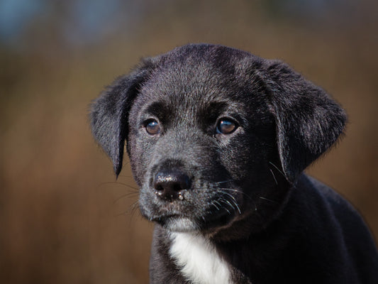 Mérite (25228) a Labrador-x Adopté on 22 November 2025