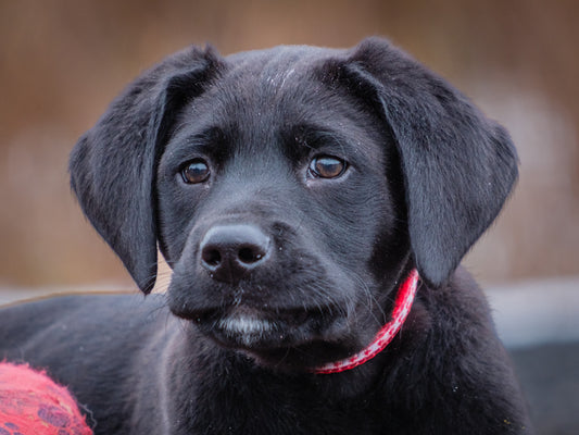 Midnight (25218) a Labrador Adopté on 22 November 2025