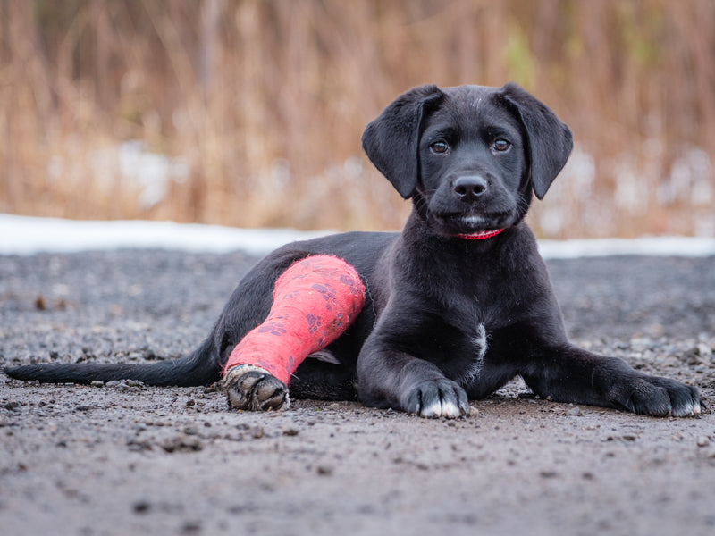 Animatch Midnight – Animatch.ca Dog Adoption
