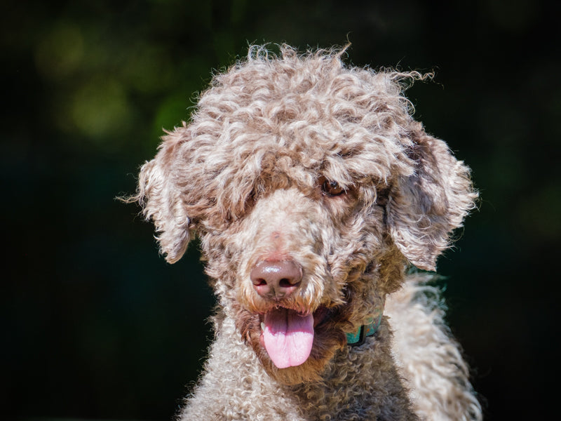 Mishka Goldendoodle Adopted Animatch