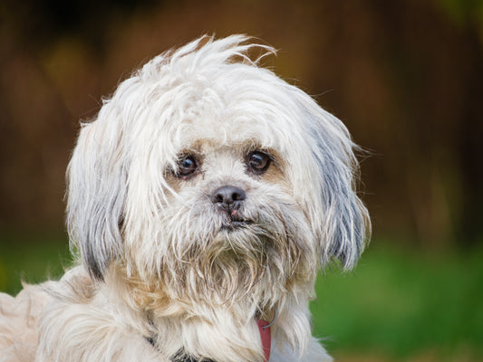 Mishu (25210) a Shih Tzu-X Adopté on 17 December 2025