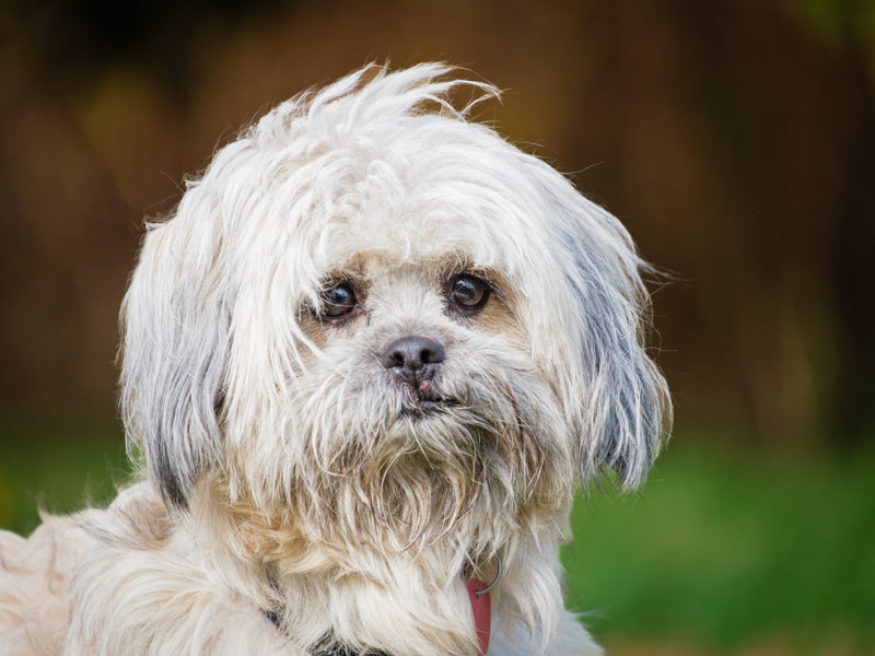 Mishu Shih Tzu-x Available for Adoption Animatch