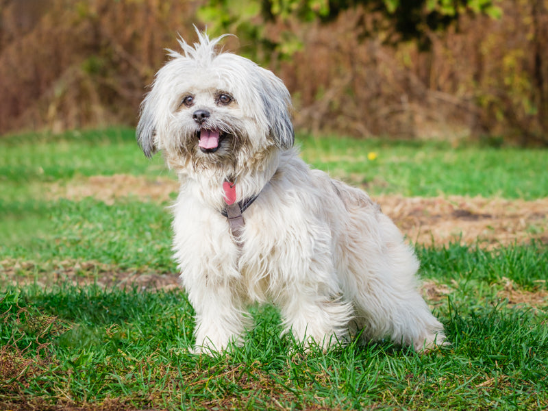 Animatch Mishu – Animatch.ca Dog Adoption