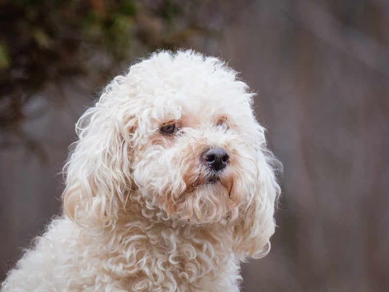 Mocha Poodle Adopted Animatch