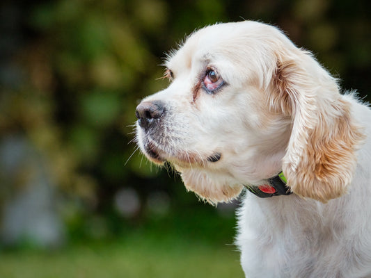 Molly Cocker Spaniel Available for Adoption Animatch