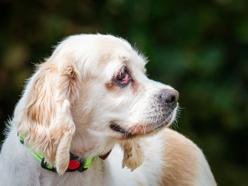 Molly - Photo 3
