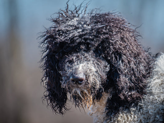 Momo (25040) a Caniche standard Adopté on 24 April 2025