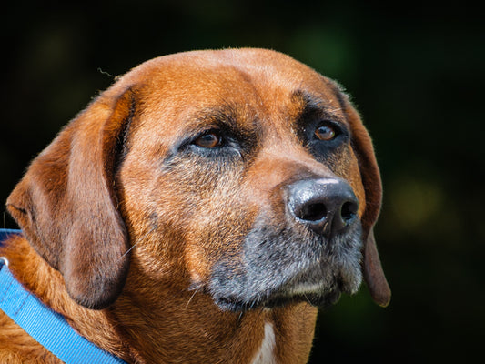 Moose Coonhound-x Available for Adoption Animatch
