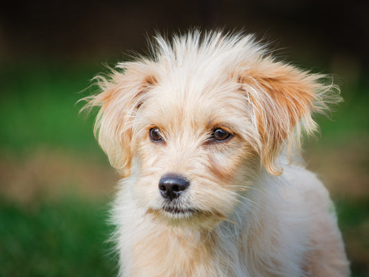 Mopsee (25204) a terrier-x Adopté on 11 November 2025
