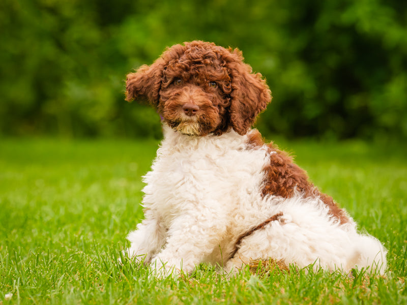 Motley Standard Parti Poodle Adopted Animatch