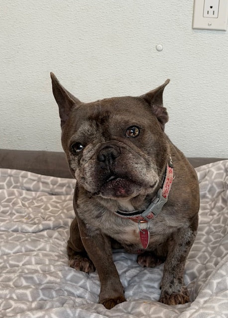 Monsieur Magoo (25257) a Bouledogue français Adopté on 10 January 2026