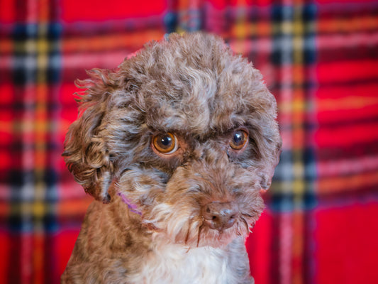 Mme Crabtree (24297) a Caniche Adopté on 20 January 2025