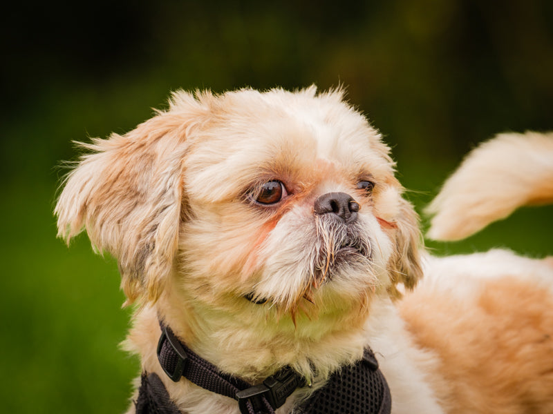 Muggins Shih Tzu Adopted Animatch