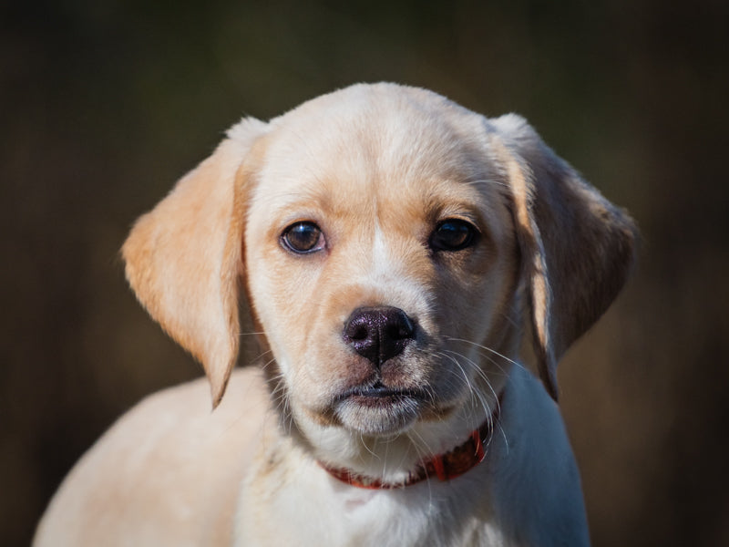 Mulligan Labrador Retriever Adopted Animatch