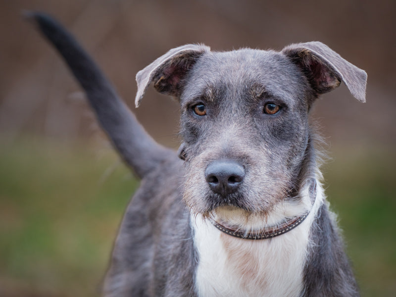 Murphy One-of-a-kind Available for Adoption Animatch