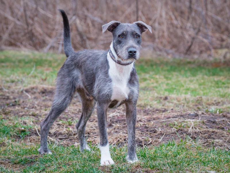 Murphy – Animatch.ca Dog Adoption