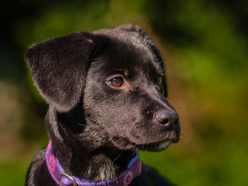 Myka Labrador Retriever-x Disponible pour adoption Animatch