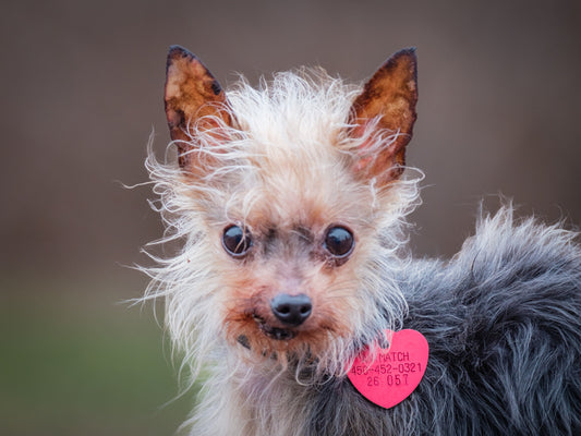 Nala (26057) a Yorkshire Adopté on 10 May 2026