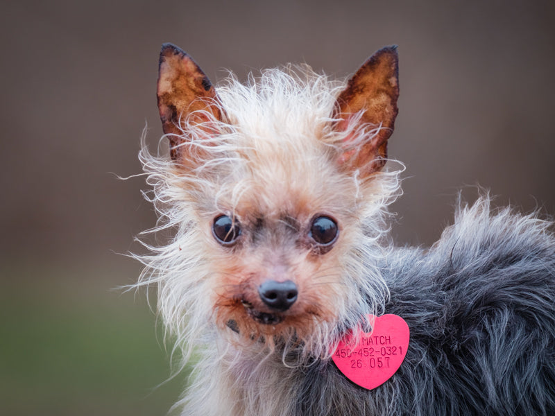 Nala Yorkshire Adopted Animatch