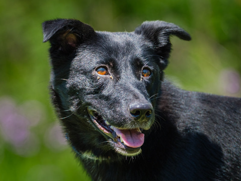 Nala Lab-x Available for Adoption Animatch