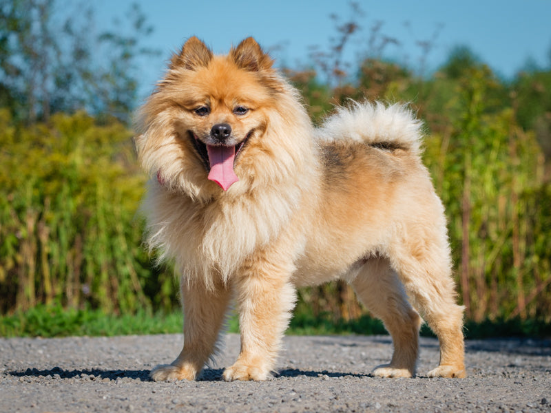 Fripon Pomeranian Available for Adoption Animatch