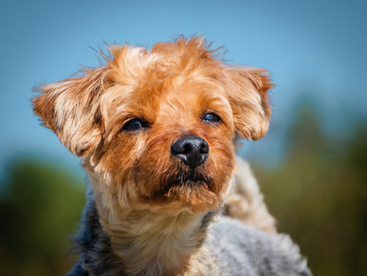 Nelson (25163) a Yorkie-x Adopté on  5 October 2025